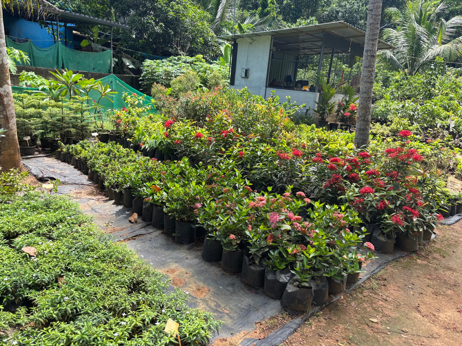 Shutter Project: Nursery Views
