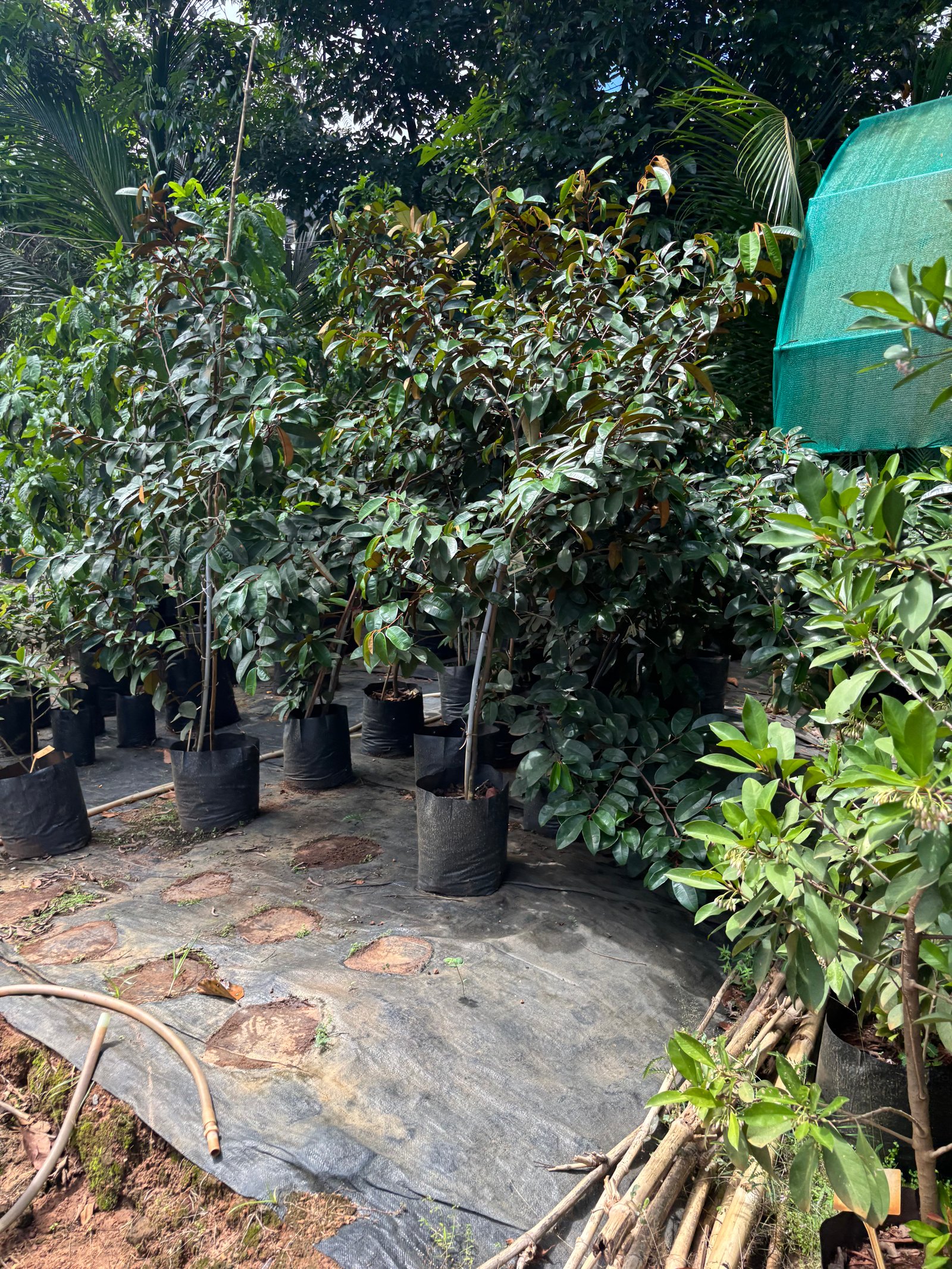 Shutter Project: Nursery Views