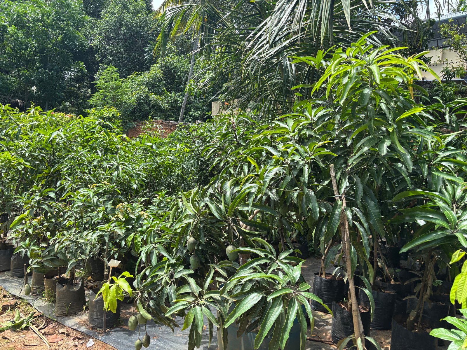 Shutter Project: Nursery Views