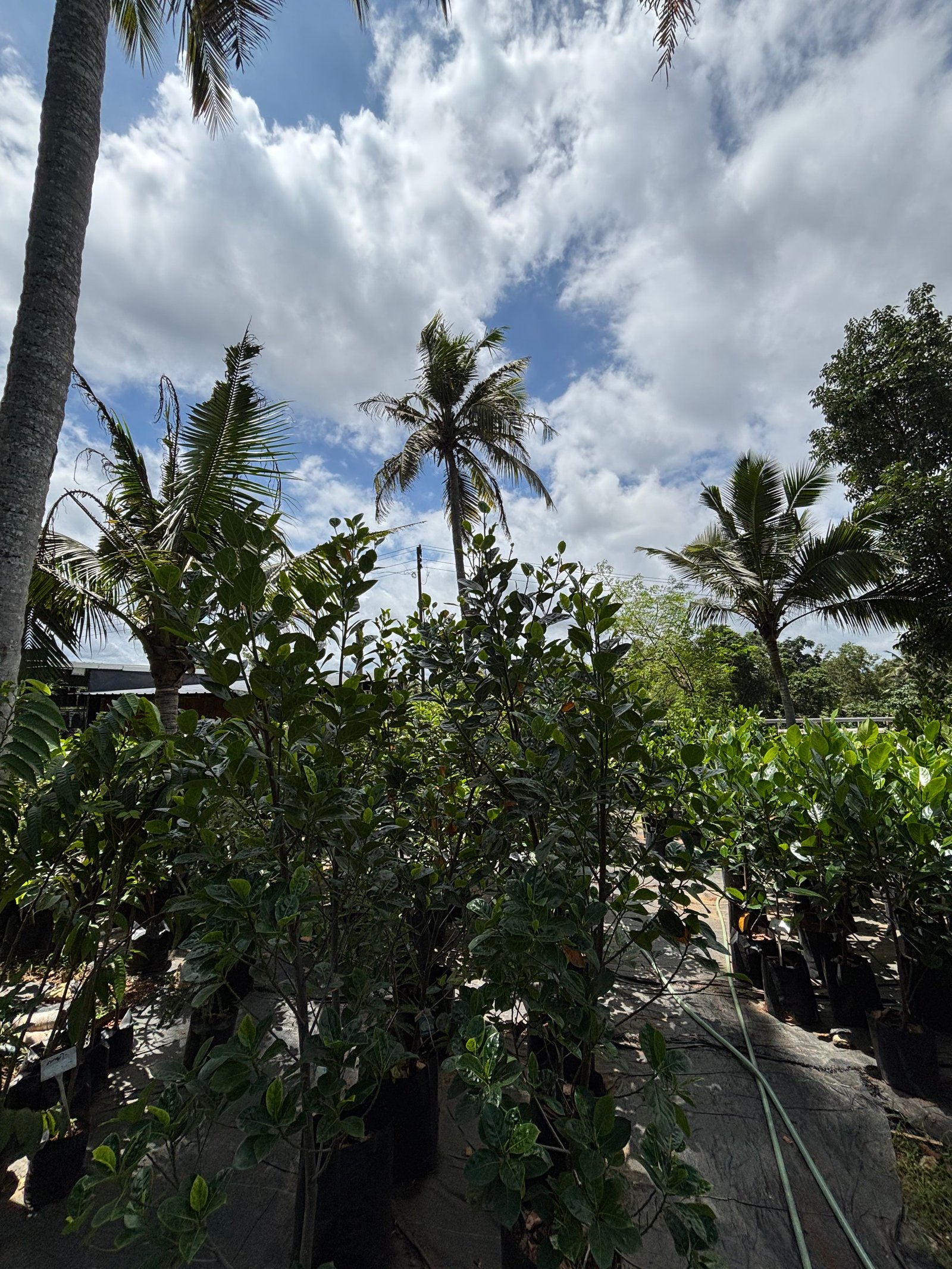 Shutter Project: Nursery Views