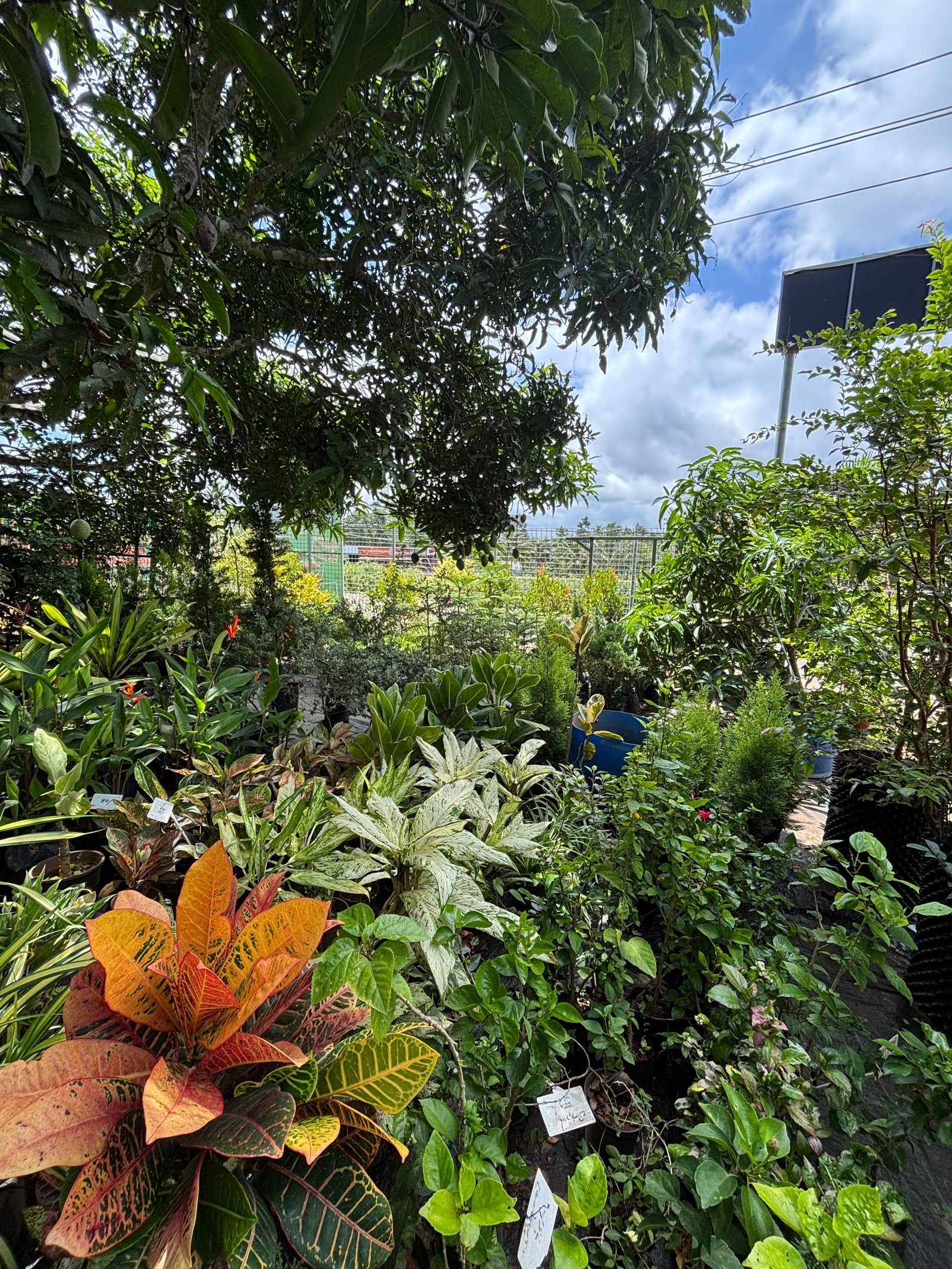 Shutter Project: Nursery Views