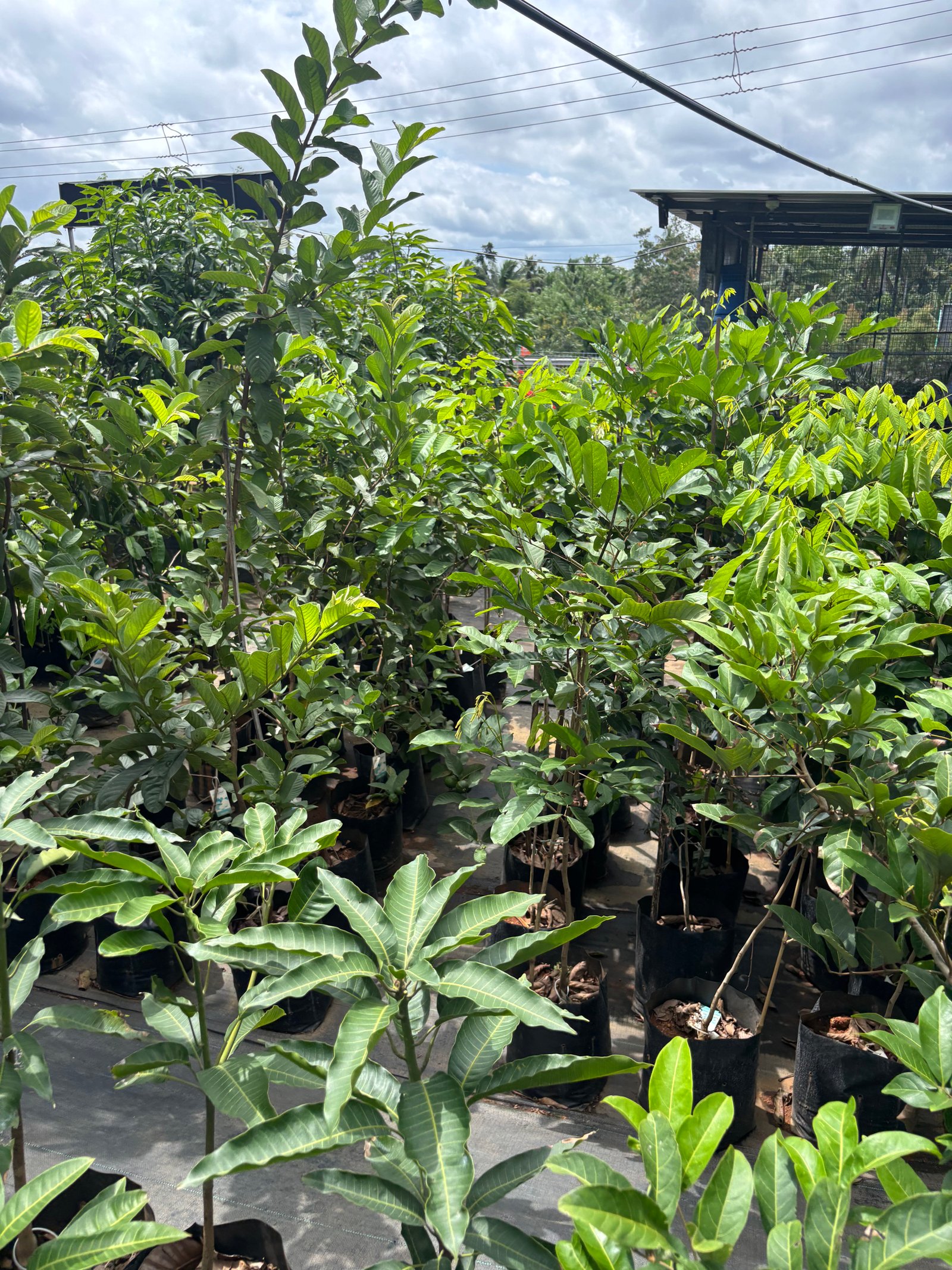 Shutter Project: Nursery Views
