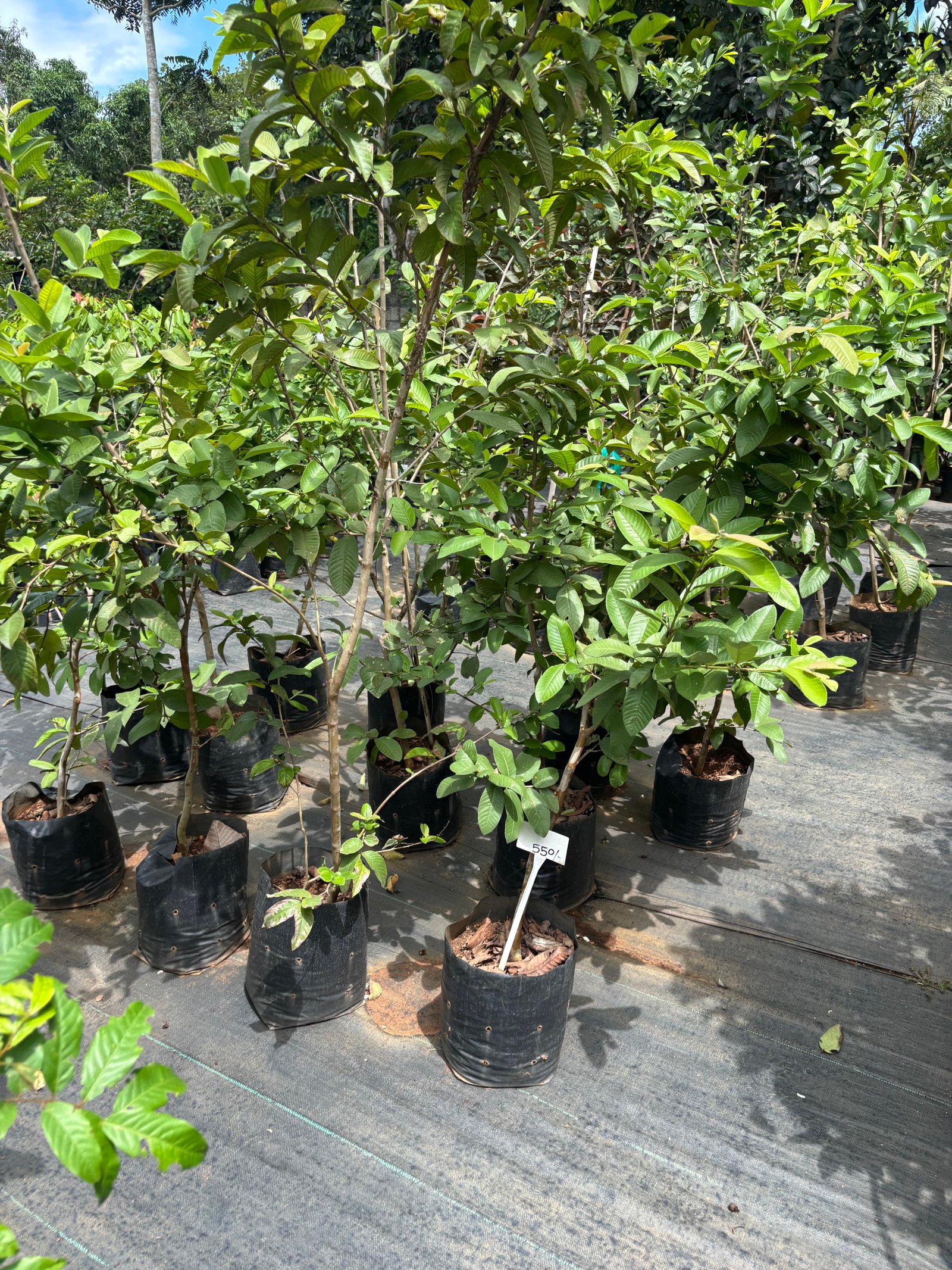 Shutter Project: Nursery Views