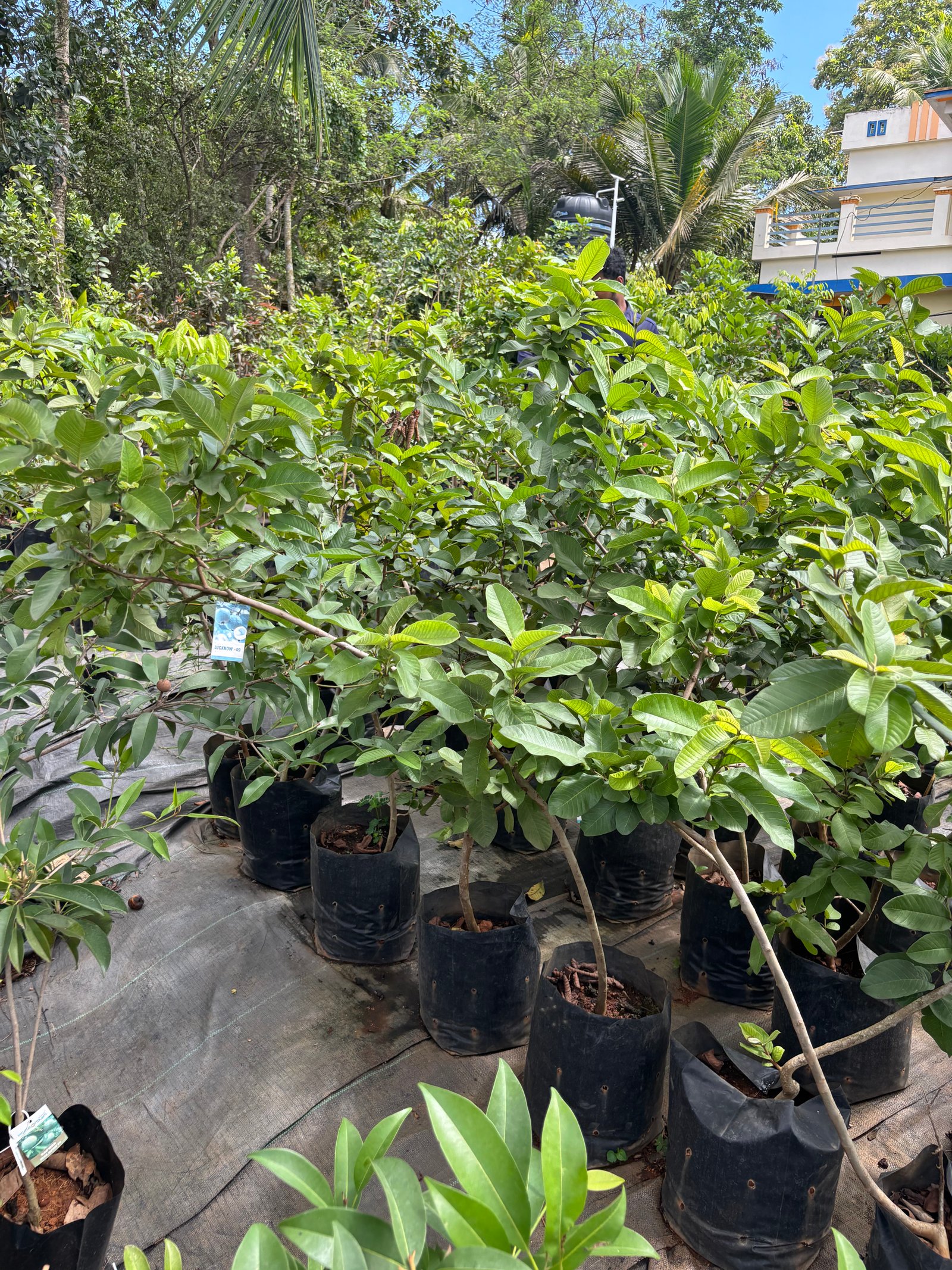 Shutter Project: Nursery Views