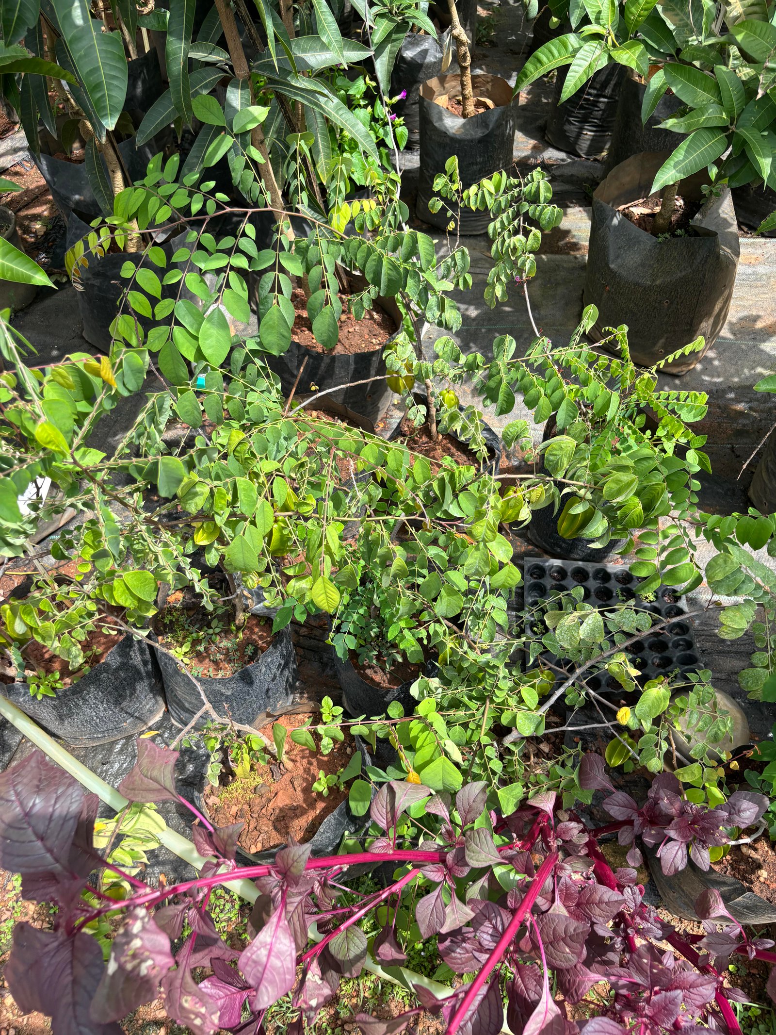 Shutter Project: Nursery Views